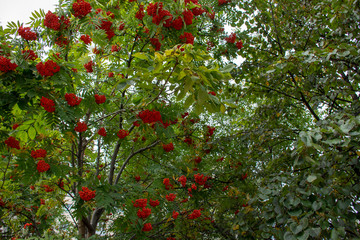 Fototapeta na wymiar Russia. Nature of the Far East: Rowan (Sorbus aucuparia)