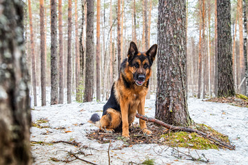 Dog German Shepherd in the forest in an early spring