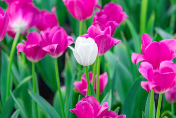 Colorful tulips are blooming in the garden