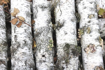 pattern of birch bark with black birch stripes on white birch bark and with wooden birch bark texture