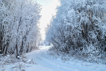 Obraz premium Snowy road among the trees covered with frost on a winter