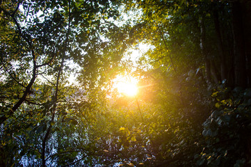 Obraz premium The sun shines through green leaves in nature