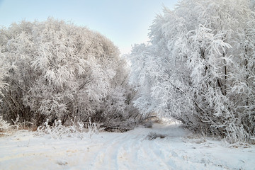 Snowy road among the trees covered with frost on a winter