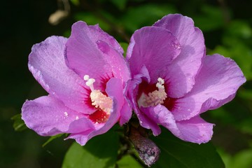 Naklejka premium Closeup of Hibiscus flower