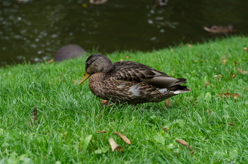Mallard duck standing on the shore near the water.