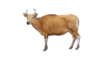 Red Bull (Bos javanicus) isolated on white background with clipping path.