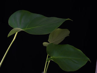 Green leaf of monstera plant on a black background, photography, copy space.
