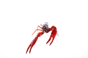 Crayfish