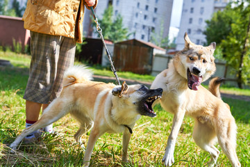 Fighting dogs, open mouths with fangs, close-up