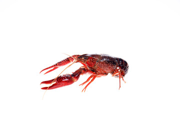 Crayfish