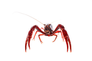 Crayfish