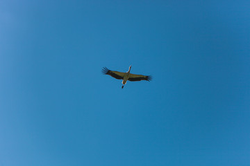 Beautiful flying stork