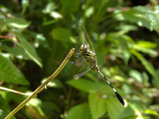 dragonfly on a leaf