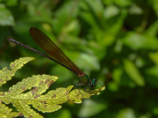 dragonfly