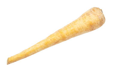 single root of Parsnip (pastinaca sativa) cut out