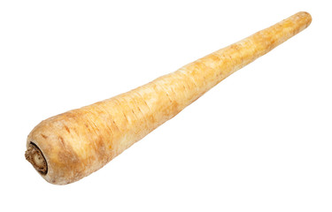fresh root of Parsnip (pastinaca sativa) cut out