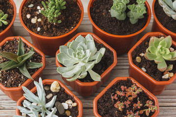 mini green succulent house plants in brown plastic pots