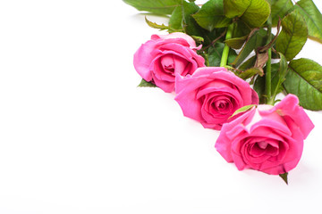Fototapeta premium Beautiful rose flowers bunch isolated on white background