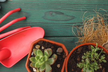Succulent transplantation process. Mini sprouts and gardening accessories