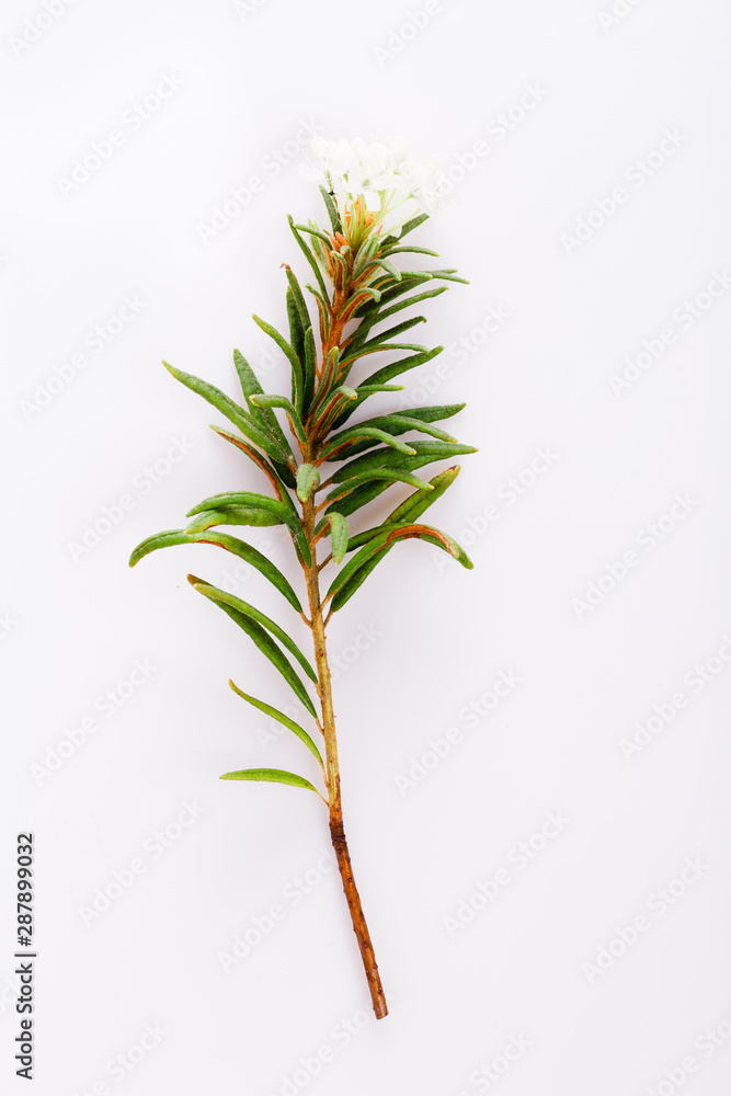 Wall mural marsh northern labrador tea, ledum palustre plant isolated on a white background.