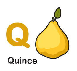 Alphabet Letter Q-Quince vector illustration