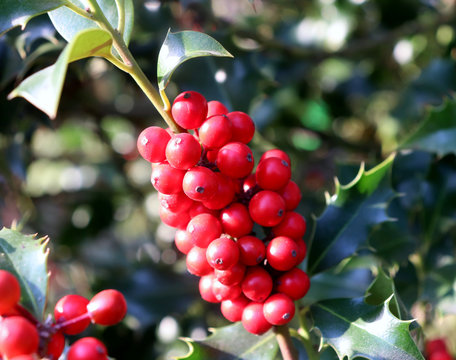 Symbol of Christmas in Europe. Closeup of holly beautiful red berries and sharp leaves on a tree in autumn weather.