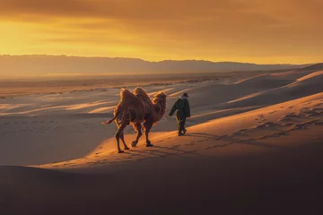 Camel going through the sand dunes on sunrise, Gobi desert Mongolia. © Sakrapee Nopparat