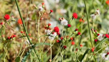 Emilia coccinea ou cucolie rouge &eacute;carlate Scarlet magic', petite fleur sur de hautes tiges aux petits chardons rouges discr&egrave;te et ornementale d'origine africaine