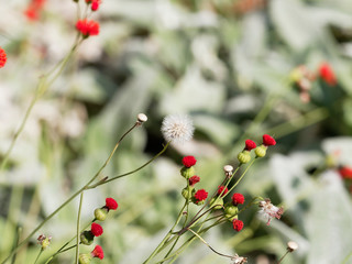 Emilia coccinea ou cucolie rouge écarlate Scarlet magic', petite fleur sur de hautes tiges aux petits chardons rouges discrète et ornementale d'origine africaine
