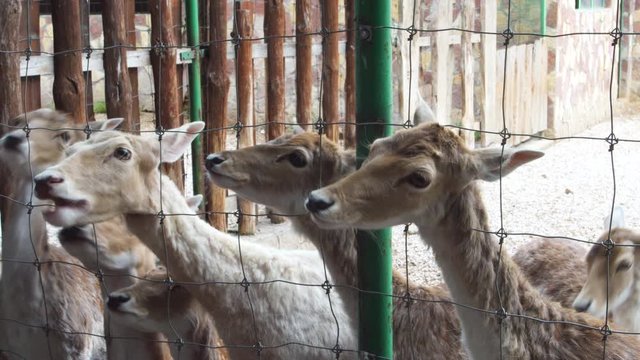 Bambi deers behing metal fence waiting for food