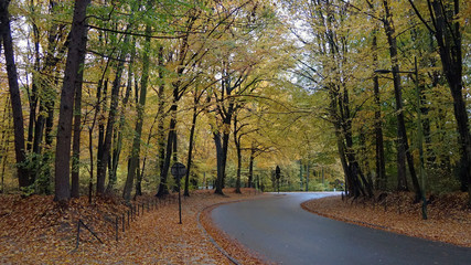 Obraz premium Autumn road in Bruxelles