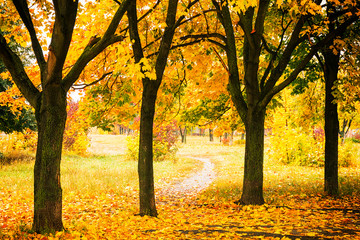 Naklejka na ściany i meble Beautiful autumn park with colorful trees and sunlight.