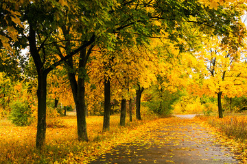 Fototapeta na wymiar Beautiful autumn park with colorful trees and sunlight.
