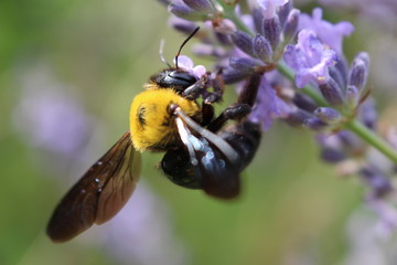 ラベンダーに止まるクマバチ