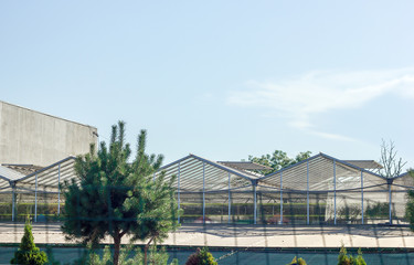 Obraz premium greenhouses glass growing vegetables fruit flowers outdoors flora for planting