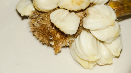 Fruits of Sabah Borneo called Buah Tarap, Timadang or Marang. Close up. Selected focus.