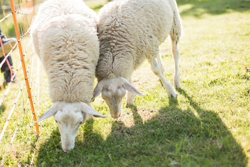 Naklejka na ściany i meble Sheep and lambs in sunny day on the beautiful green meadow