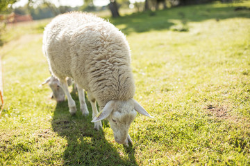 Obraz na płótnie Canvas Sheep and lambs in sunny day on the beautiful green meadow