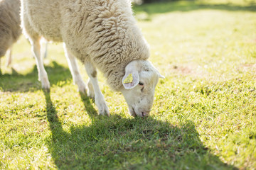 Sheep in nature on meadow. Farming outdoor.