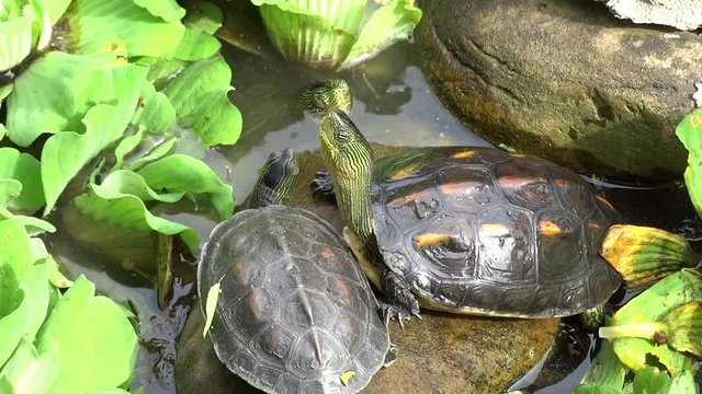 A savvy turtle climb over and stand on the back of another turtle. Turtles are diapsids of the order Testudines by a special bony or cartilaginous shell developed from ribs and acting as a shield.