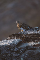 arctic ptarmigan
