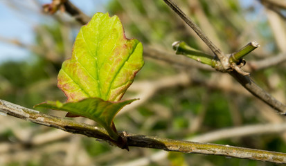Obraz premium Leaves in detail