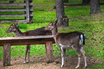 pair of young deers in spring forest