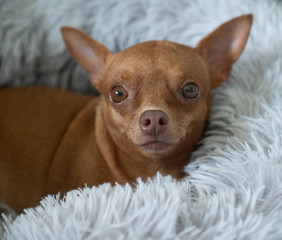Small cute ginger pinscher relaxing in his fluffy bed