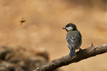 Great Tit (Parus major) in Andalusia. Spain, Europe