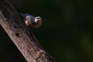 Blue climber (Sitta europaea). Easter bird. Spain, Europe