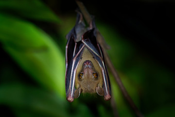Lesser Short-nosed Fruit Bat - Cynopterus brachyotis  species of megabat within the family Pteropodidae, small bat during night that lives in South and Southeast Asia and Indonesia, Borneo