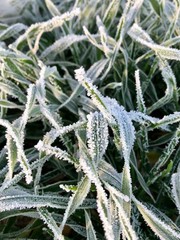 szron na polu pszenicy © Pawel