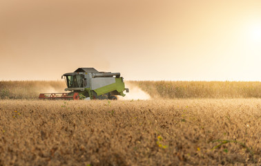 Obraz premium Soybean harvest in autumn