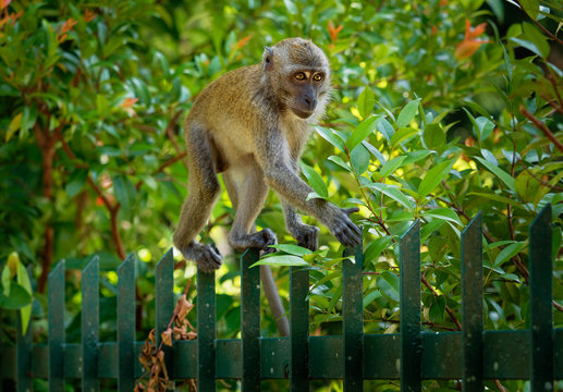 Garden pet - Long-tailed Macaque - Macaca fascicularis also known as crab-eating macaque, a cercopithecine primate native to Southeast Asia, is referred to as the cynomolgus monkey